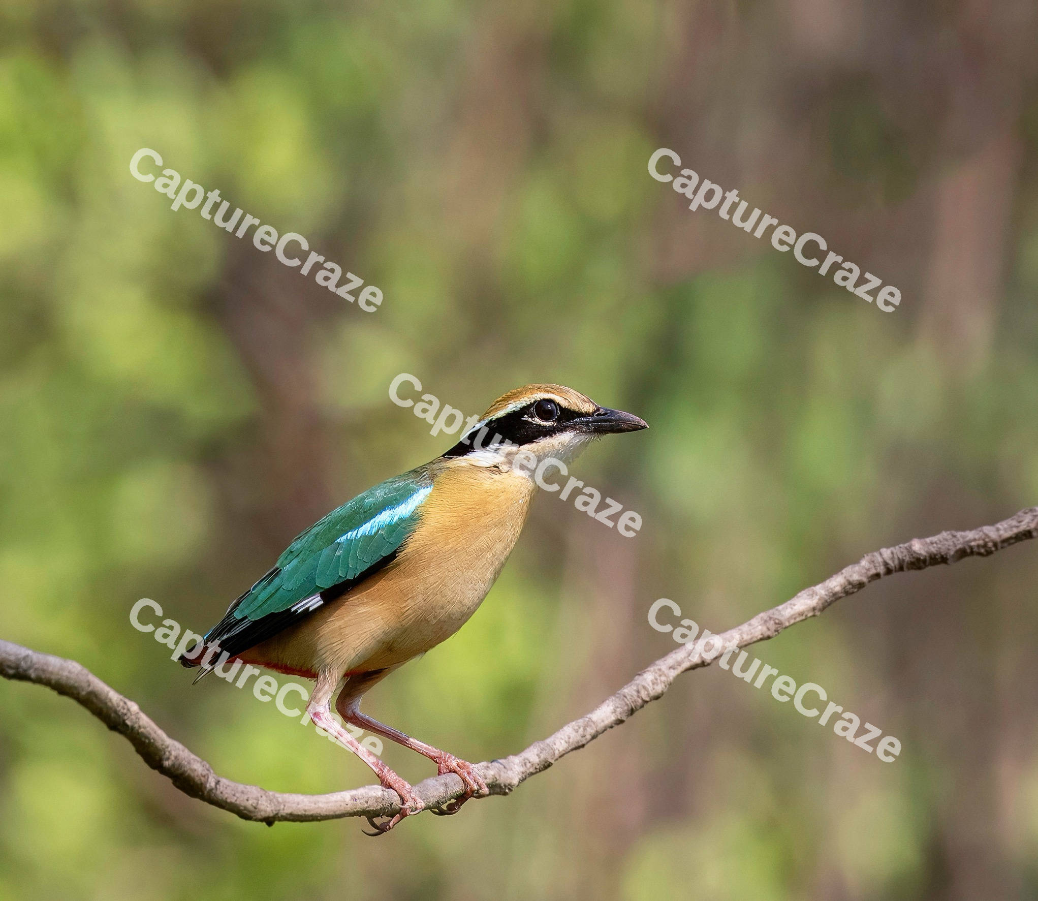Indian Pitta Bird